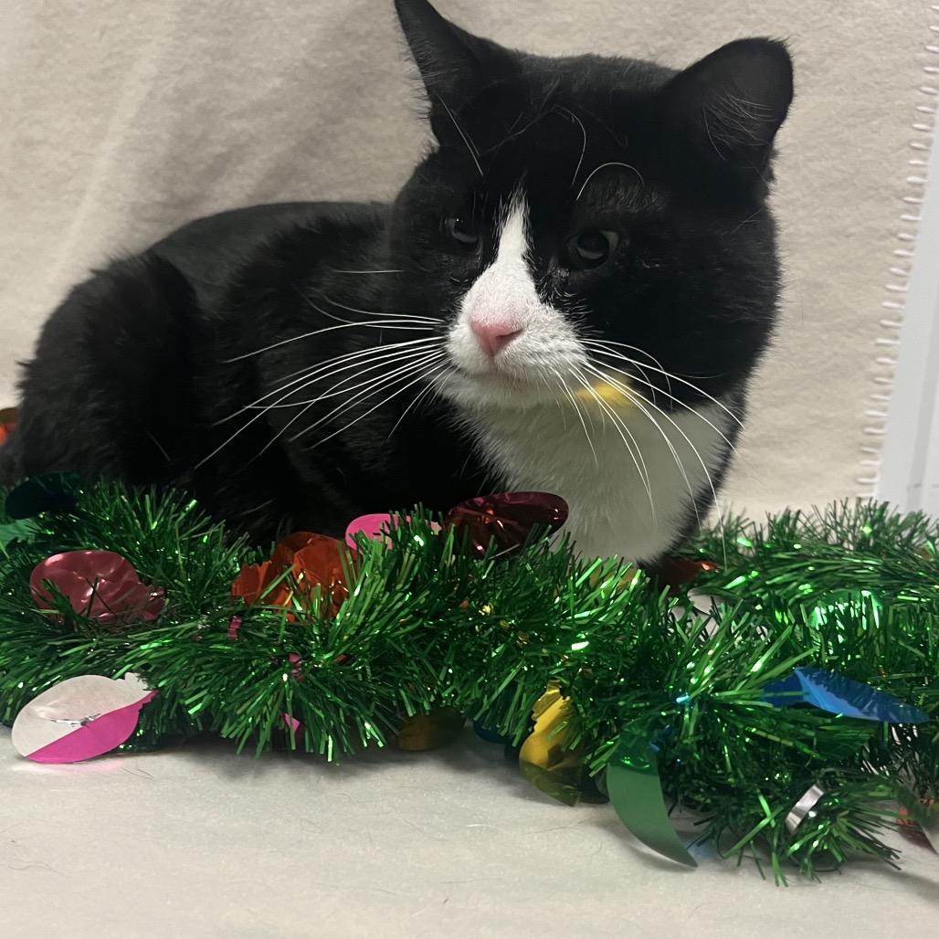 Sunni, a Adoptable Domestic Short Hair in Bismarck, ND image 1/5