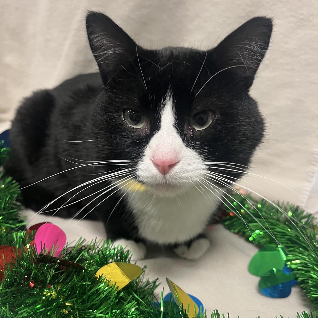 Sunni, a Adoptable Domestic Short Hair in Bismarck, ND image 2/5