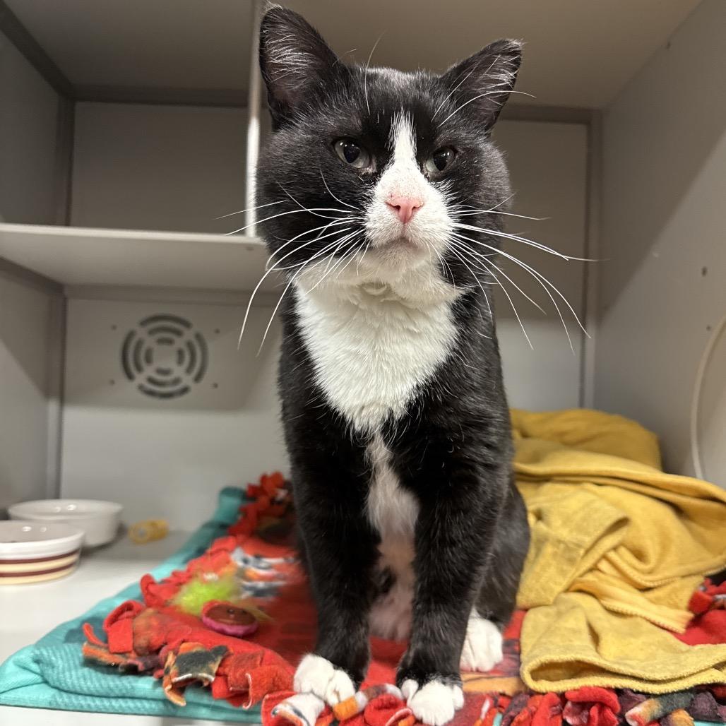 Sunni, a Adoptable Domestic Short Hair in Bismarck, ND image 3/5