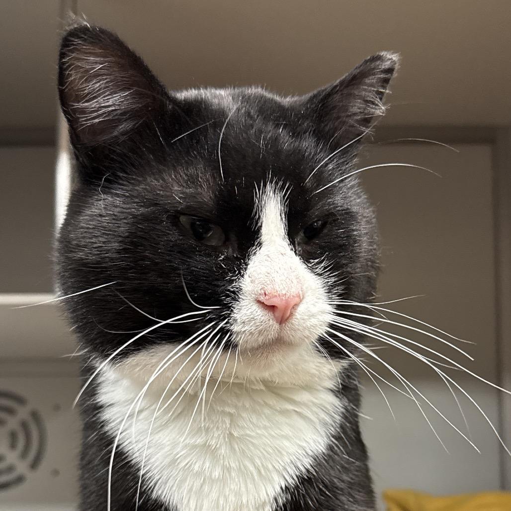 Sunni, a Adoptable Domestic Short Hair in Bismarck, ND image 4/5