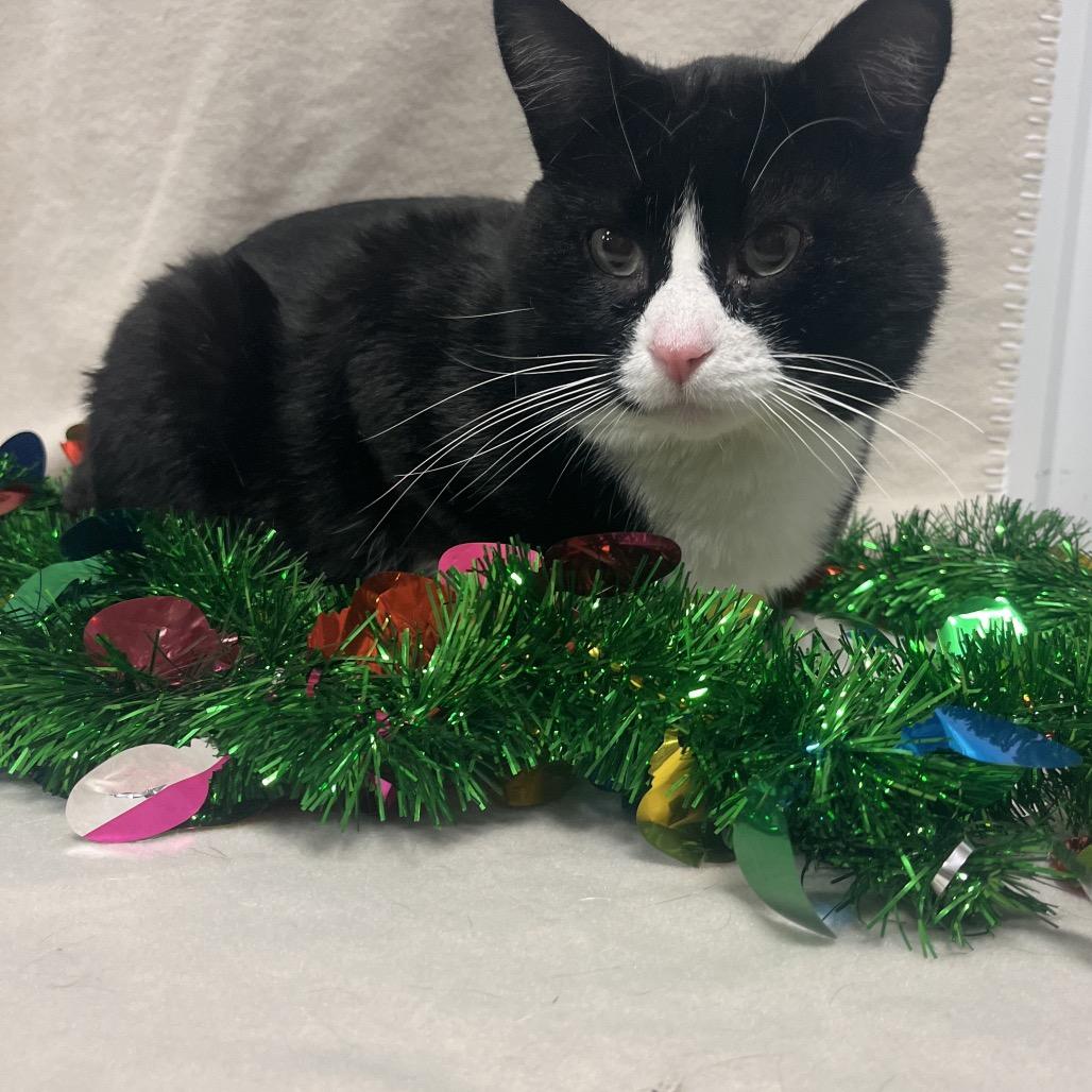 Sunni, a Adoptable Domestic Short Hair in Bismarck, ND image 5/5