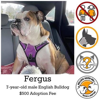 FERGUS, Adoptable, Adult Male English Bulldog.