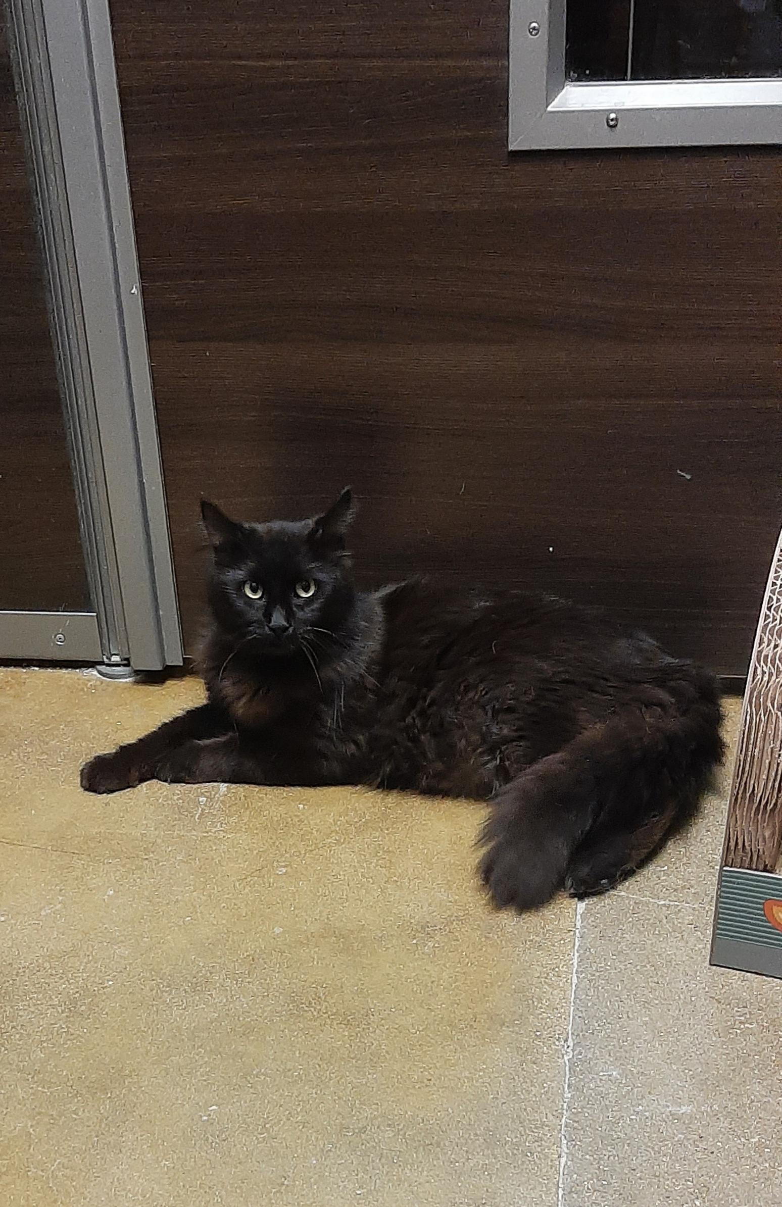 Charm, an adopted Domestic Long Hair in Belleville, IL image 3/4