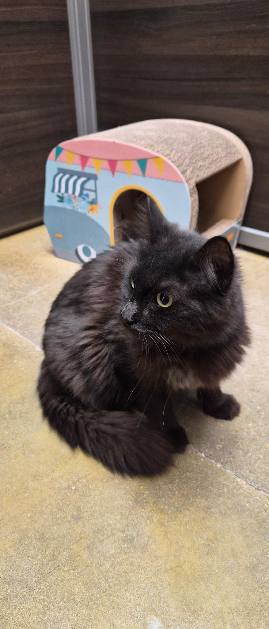 Charm, an adopted Domestic Long Hair in Belleville, IL image 4/4