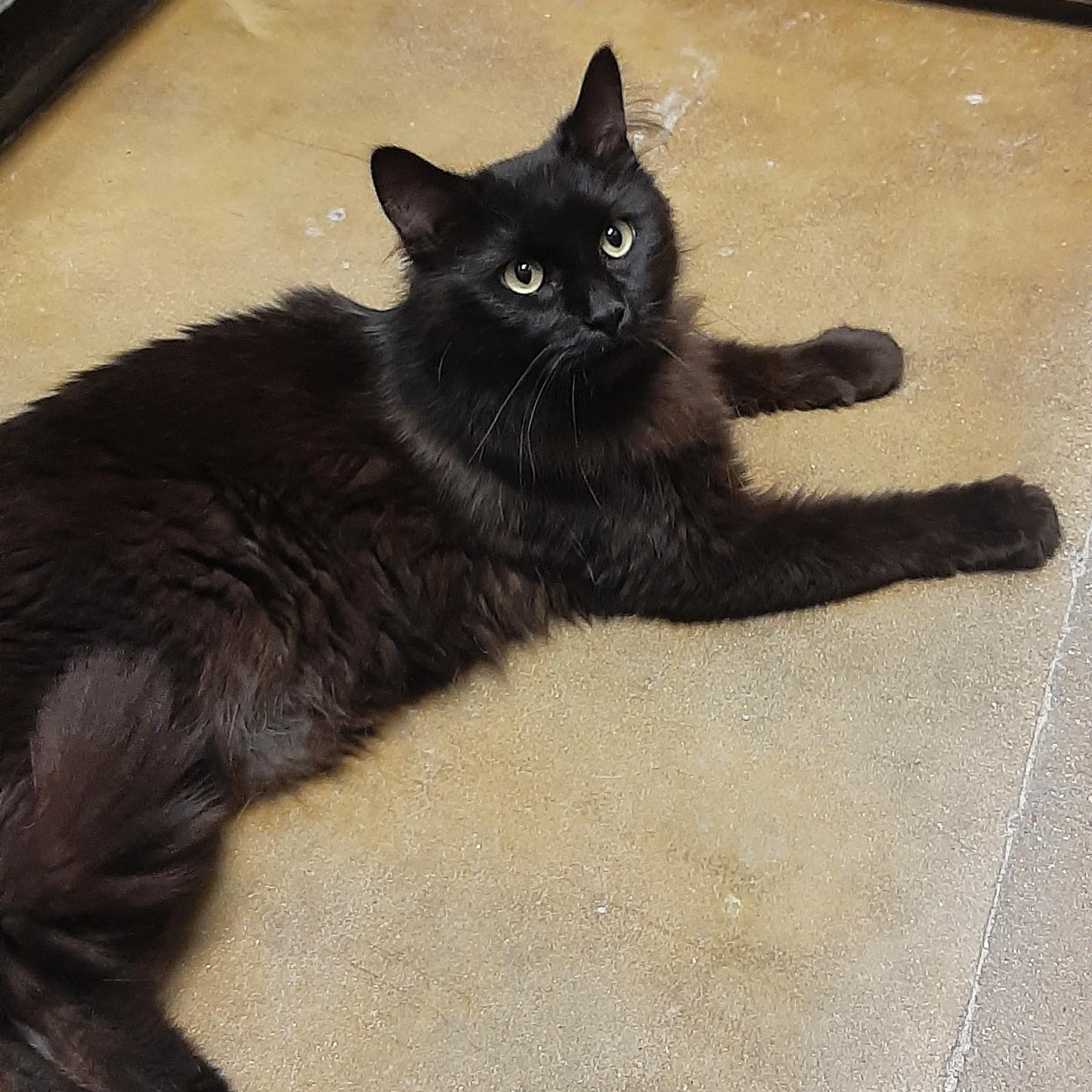 Charm, adopted, Adult Male Domestic Long Hair.