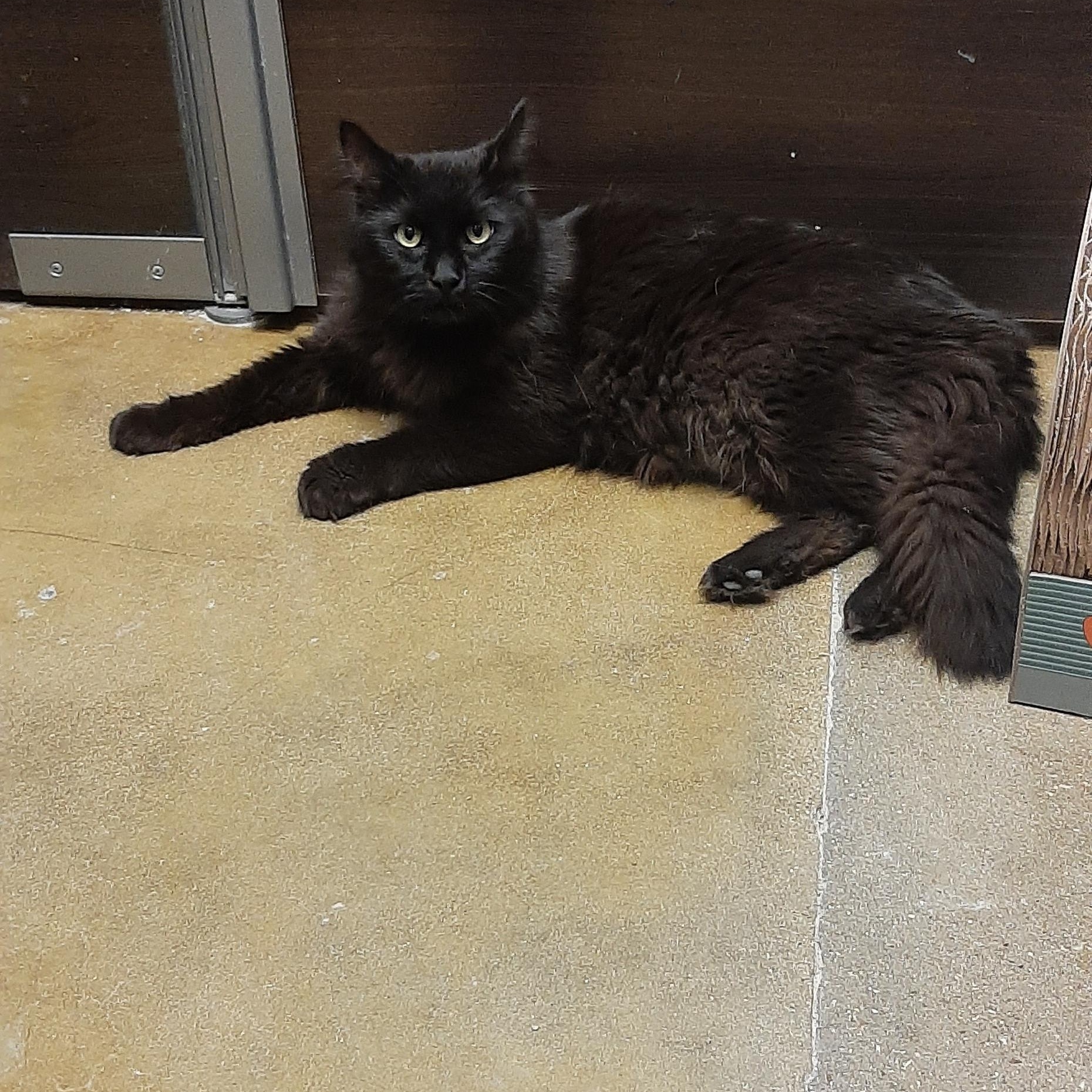 Charm, an adopted Domestic Long Hair in Belleville, IL image 2/4