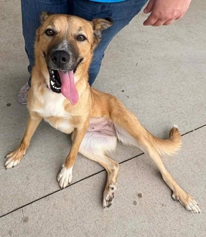 Enlarge Alley-Oop, a Adoptable mixed breed in Lampasas, TX image 1/3