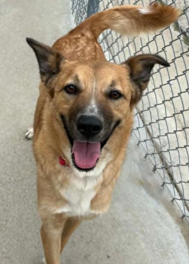 Enlarge Alley-Oop, a Adoptable mixed breed in Lampasas, TX image 2/3