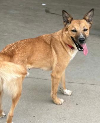 Enlarge Alley-Oop, a Adoptable mixed breed in Lampasas, TX image 3/3