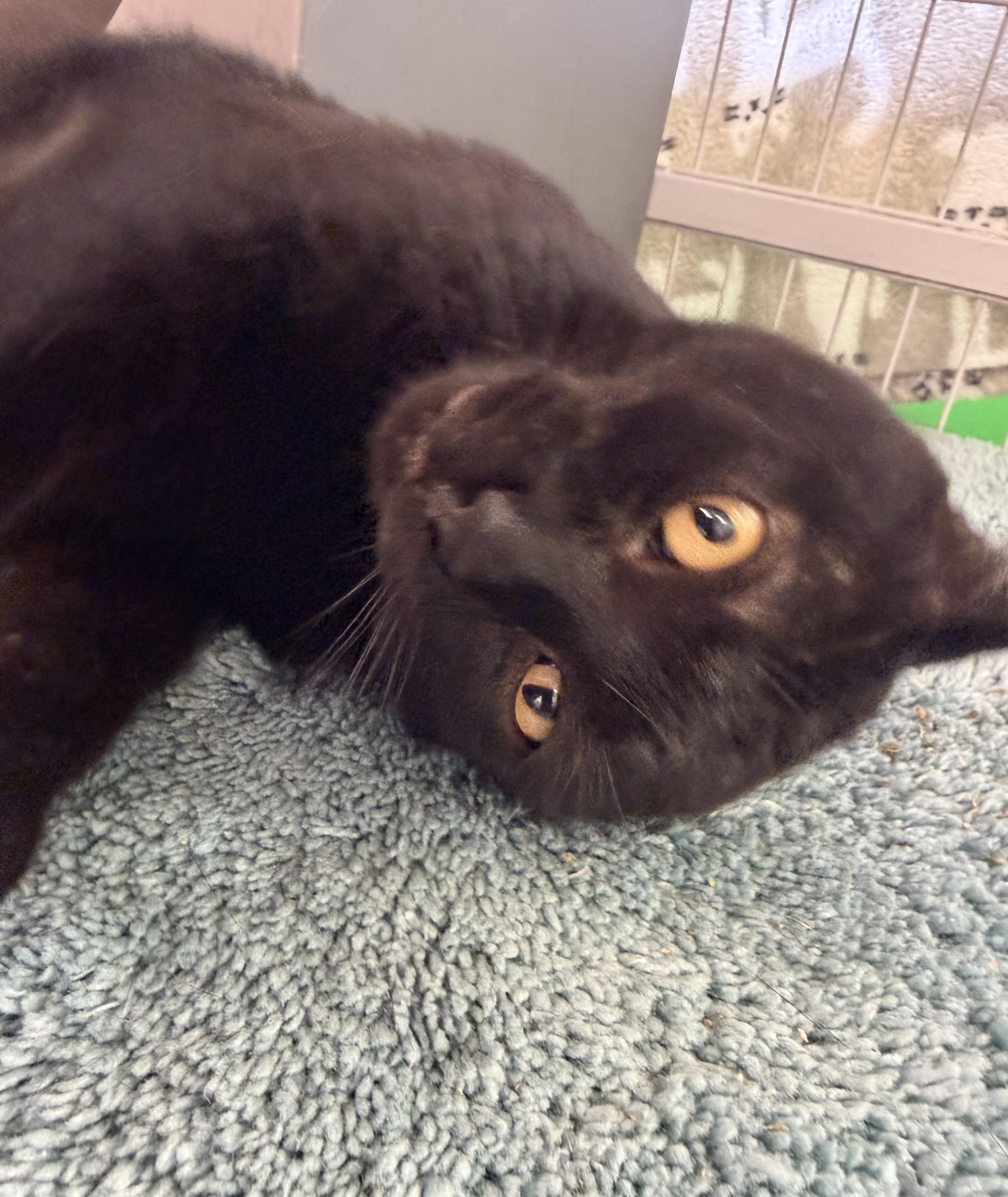 Enlarge Enzo, a ADOPTABLE Domestic Short Hair in Solon, OH image 5/6