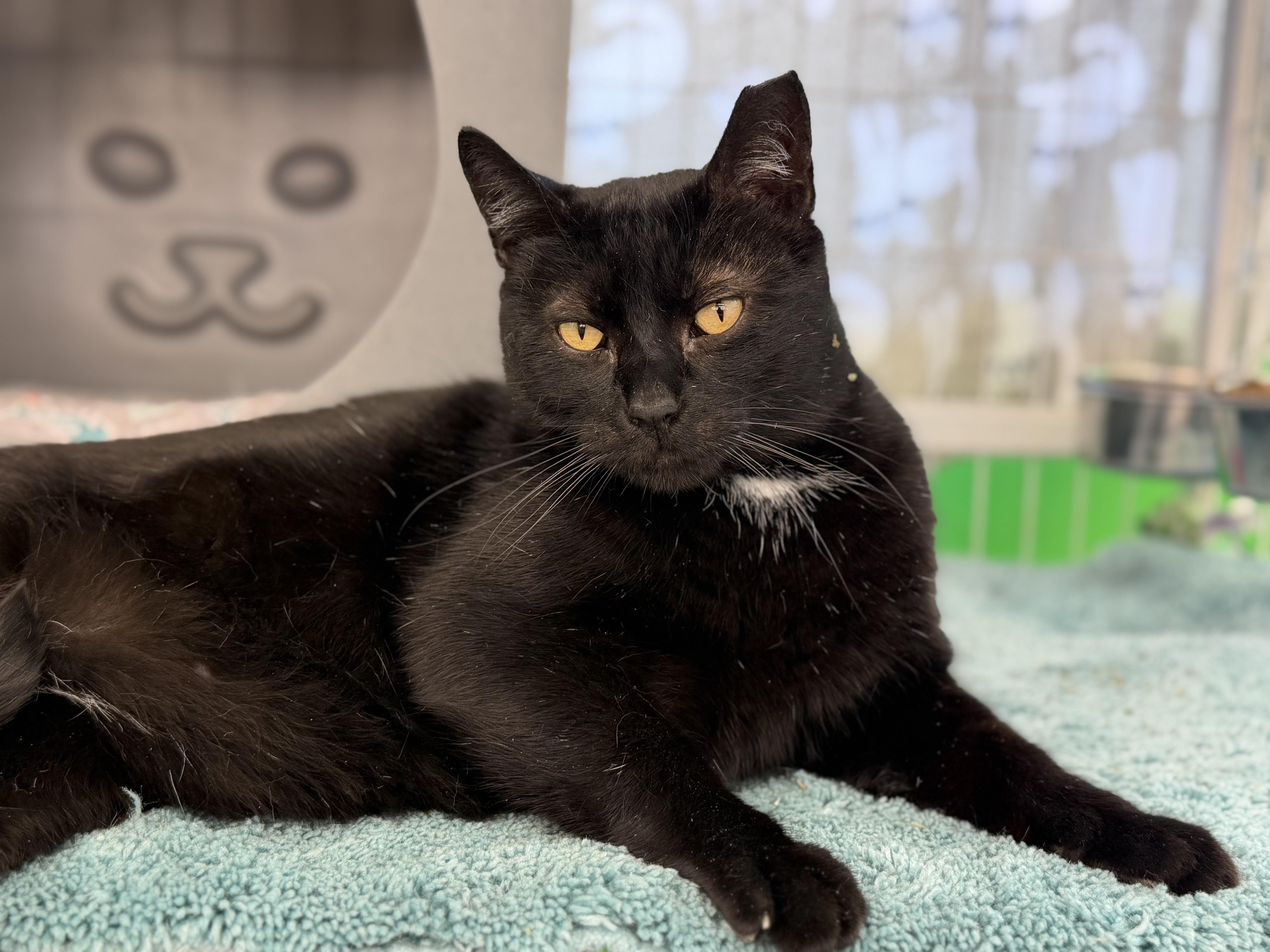 Enlarge Enzo, a ADOPTABLE Domestic Short Hair in Solon, OH image 2/6