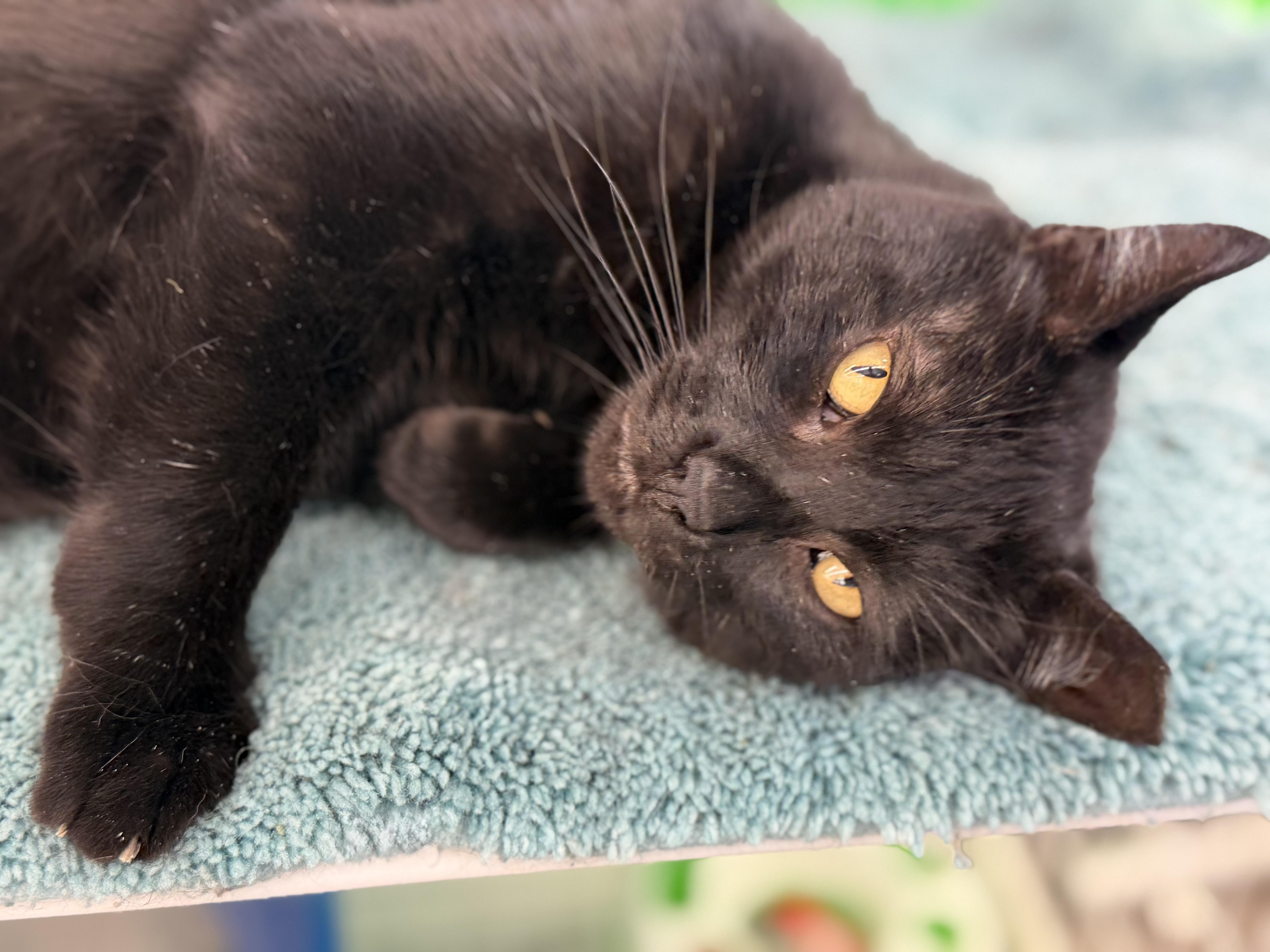 Enzo, ADOPTABLE, Adult Male Domestic Short Hair.
