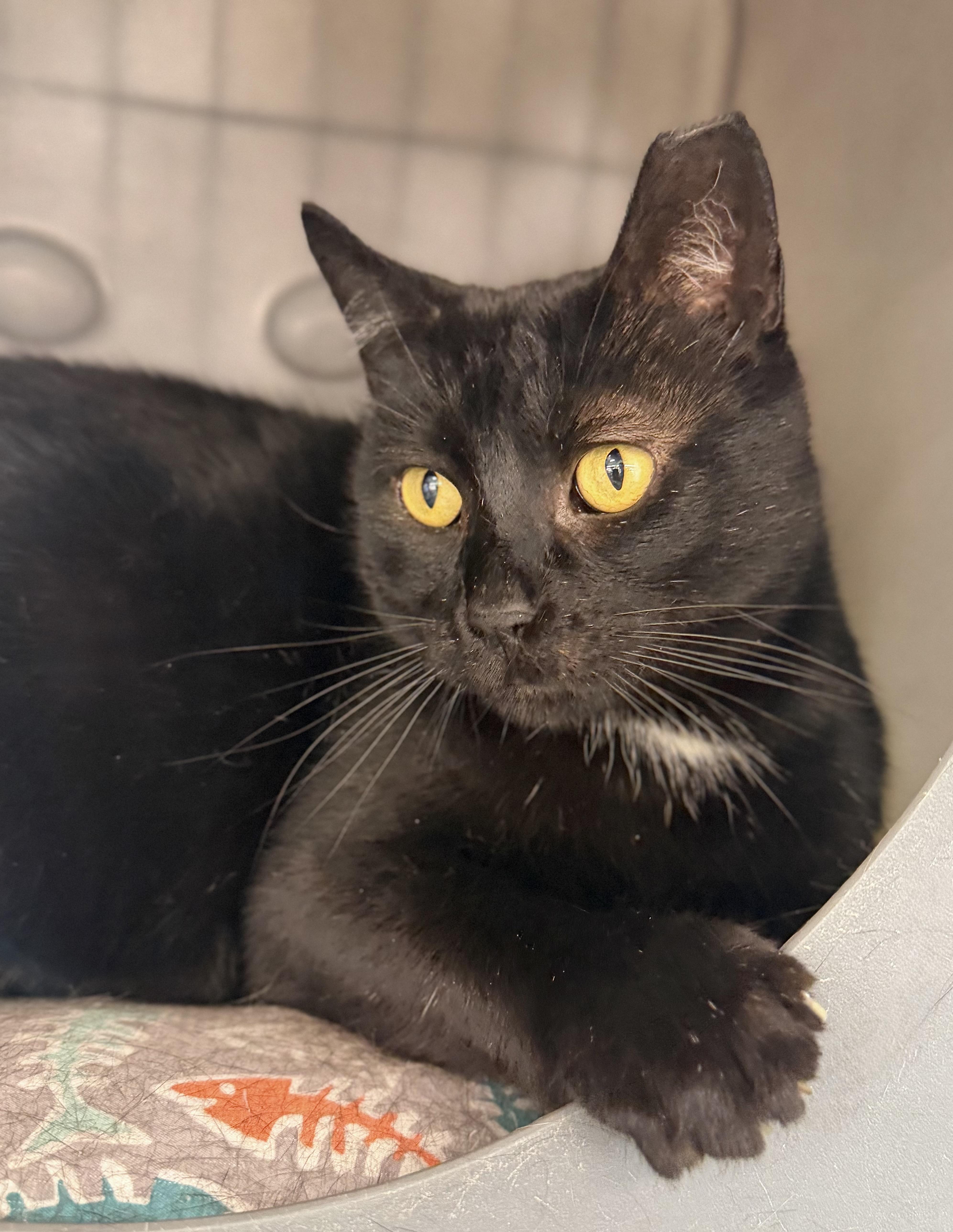 Enlarge Enzo, a ADOPTABLE Domestic Short Hair in Solon, OH image 3/6