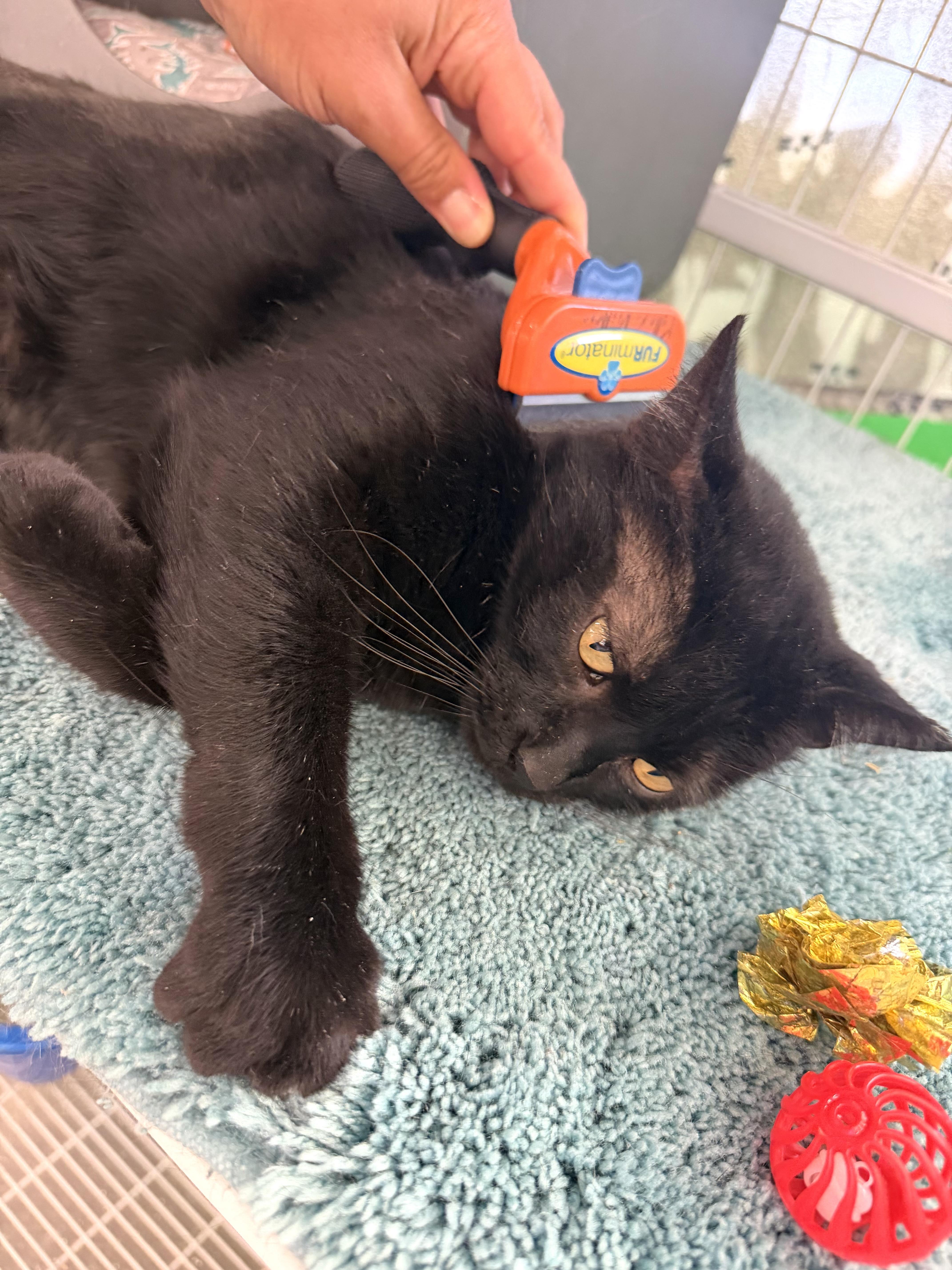 Enlarge Enzo, a ADOPTABLE Domestic Short Hair in Solon, OH image 4/6
