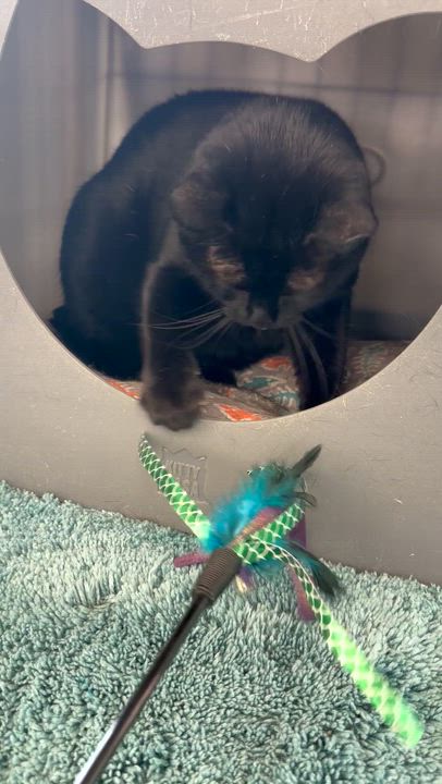 Enlarge Enzo, a ADOPTABLE Domestic Short Hair in Solon, OH video 6/6
