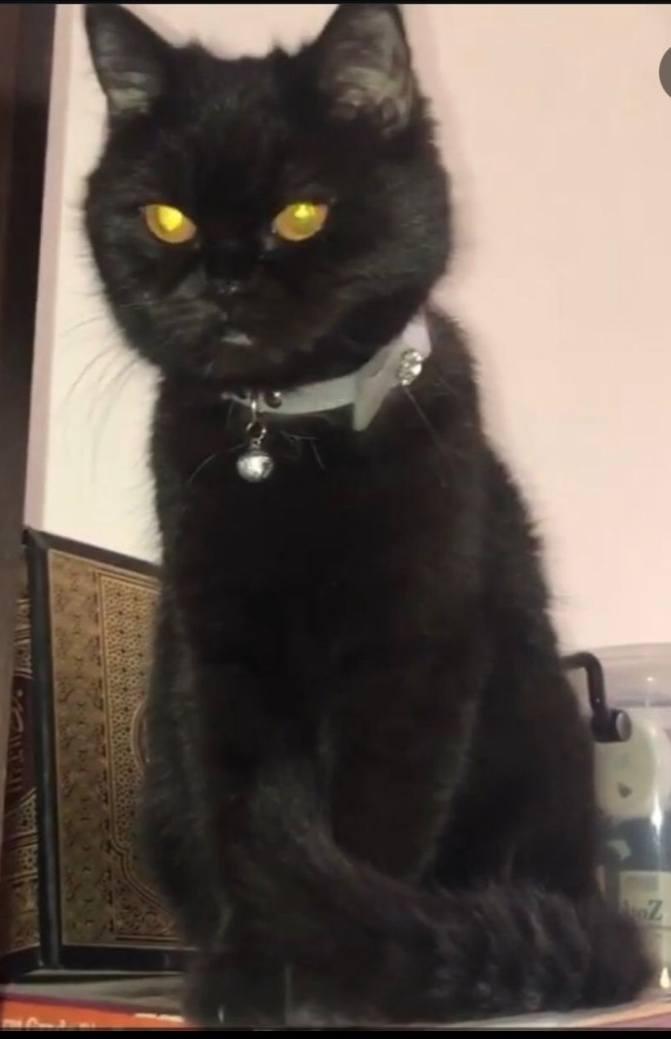 Enlarge Mindy, a Adoptable British Shorthair in Snow Hill, MD image 3/6