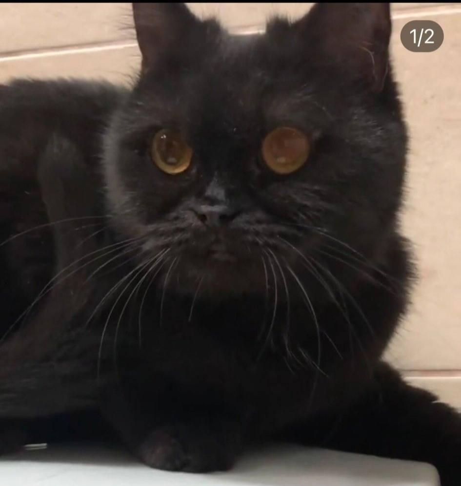 Enlarge Mindy, a Adoptable British Shorthair in Snow Hill, MD image 4/6