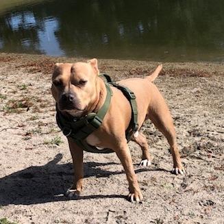 Buddy, Adoptable, Adult Male Mixed Breed.