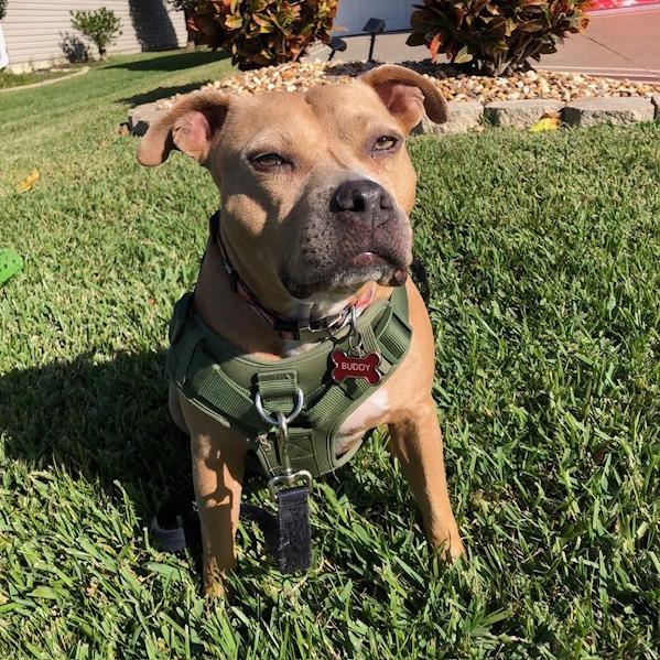 Buddy, a Adoptable Mixed Breed in Lake Panasoffkee, FL image 2/6