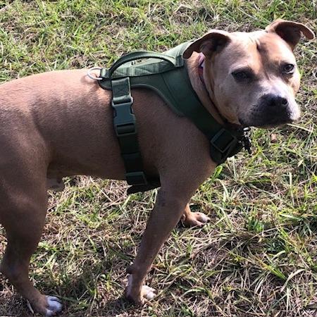 Buddy, a Adoptable Mixed Breed in Lake Panasoffkee, FL image 3/6