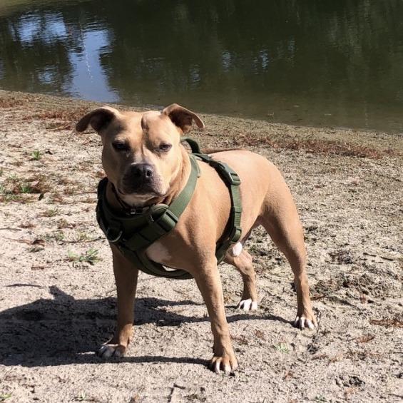 Buddy, a Adoptable Mixed Breed in Lake Panasoffkee, FL image 4/6