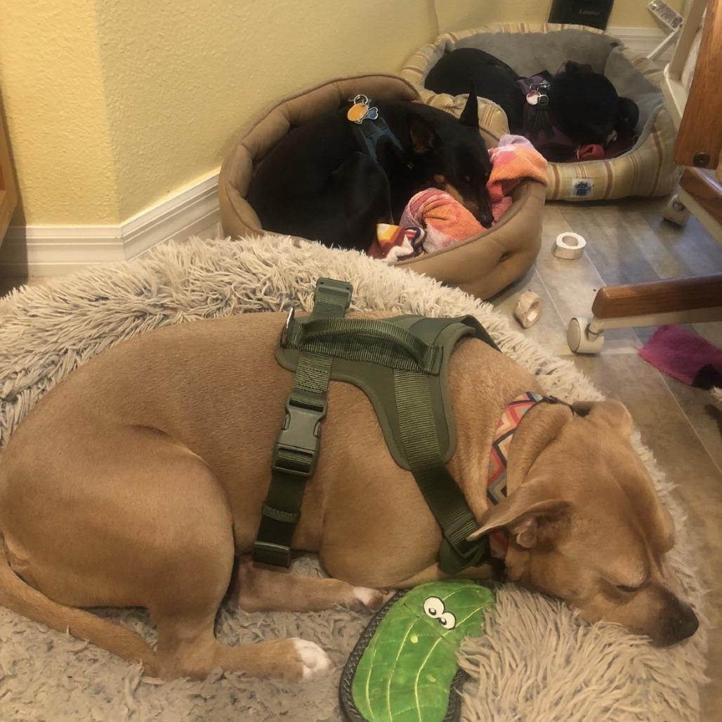 Buddy, a Adoptable Mixed Breed in Lake Panasoffkee, FL image 5/6