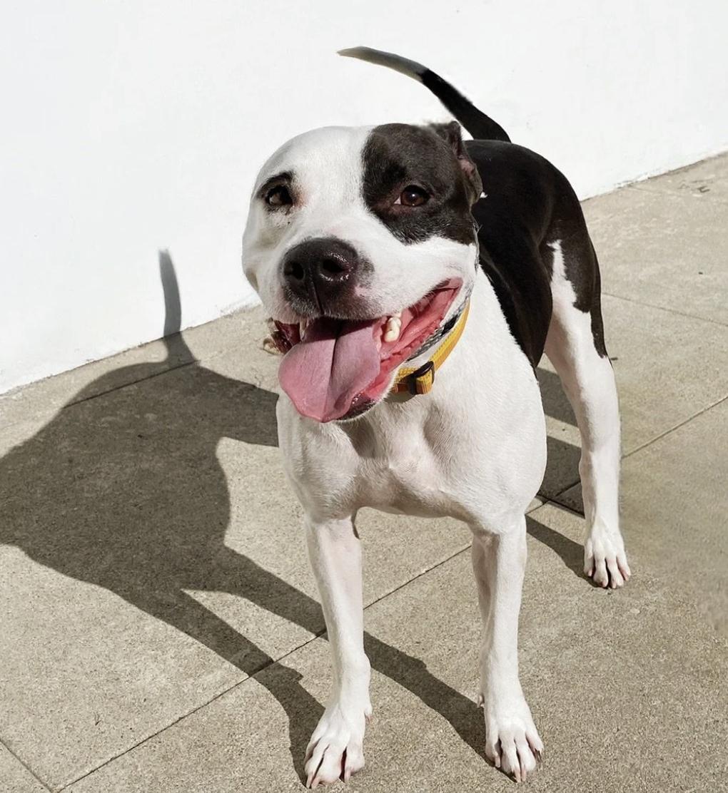 Parsley, Adoptable, Adult Female Mixed Breed.