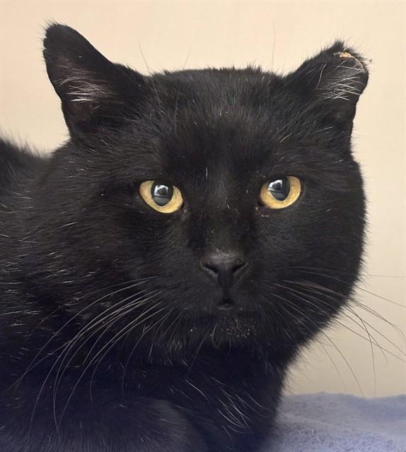 KING TUT, Adoptable, Adult Male Domestic Short Hair.