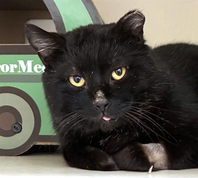 KING TUT, Adoptable, Adult Male Domestic Short Hair.