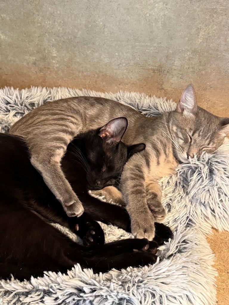 Enlarge Dash, a Adopted American Shorthair in Tampa, FL image 4/5