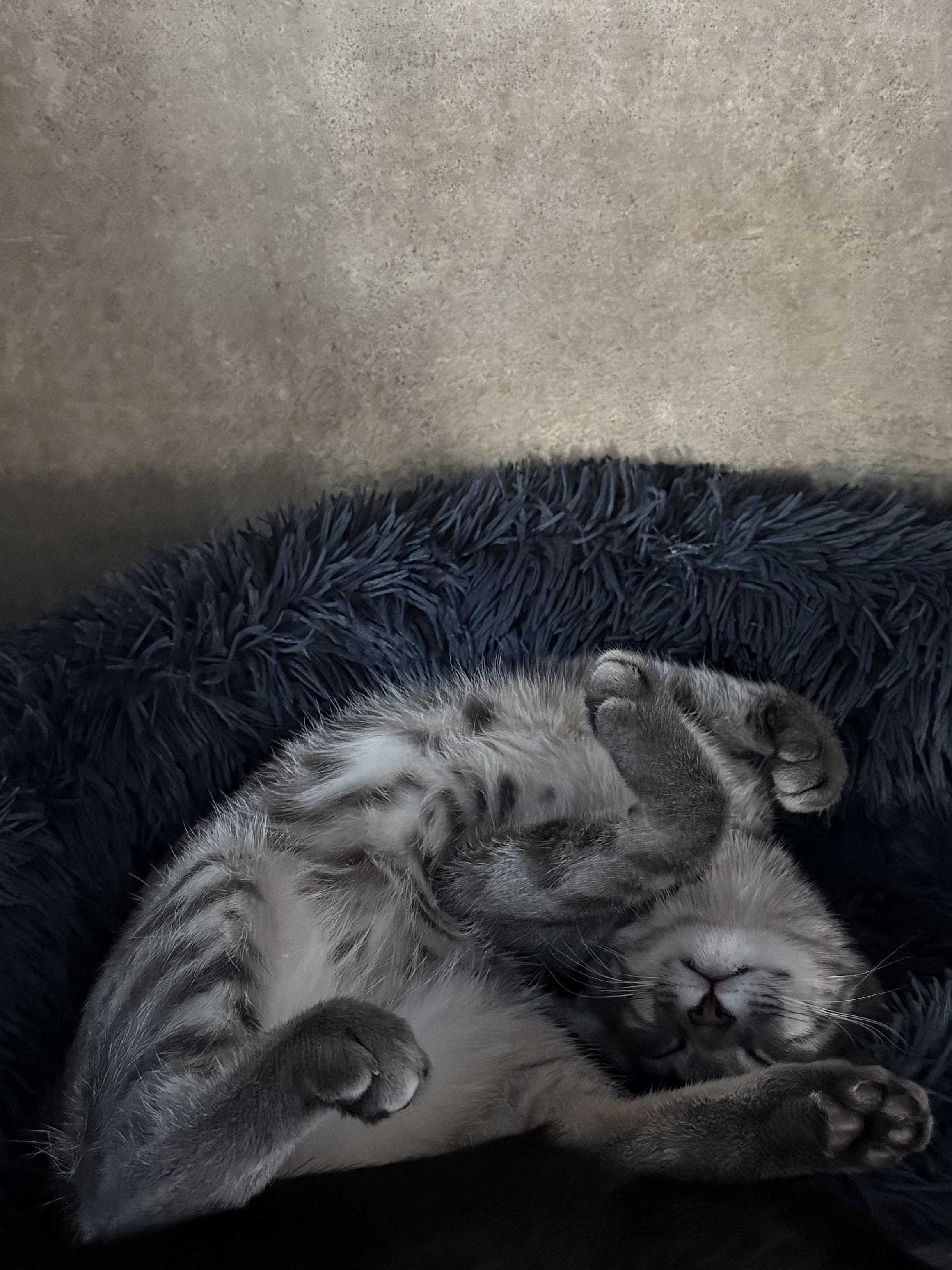 Enlarge Dash, a Adopted American Shorthair in Tampa, FL image 1/5