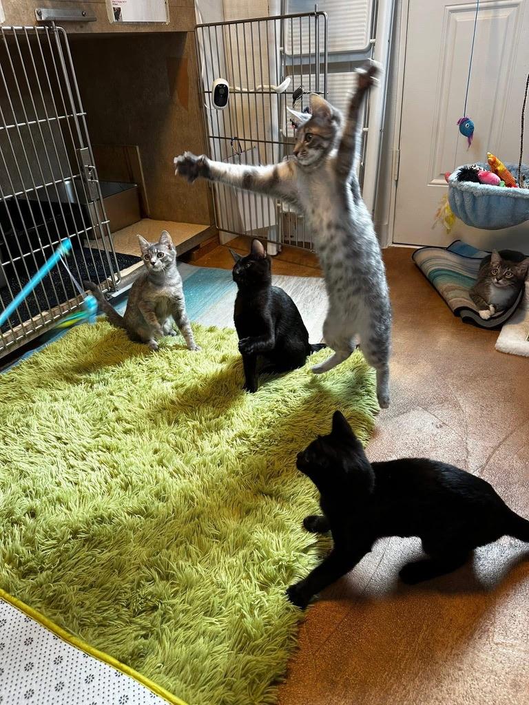 Enlarge Dash, a Adopted American Shorthair in Tampa, FL image 2/5