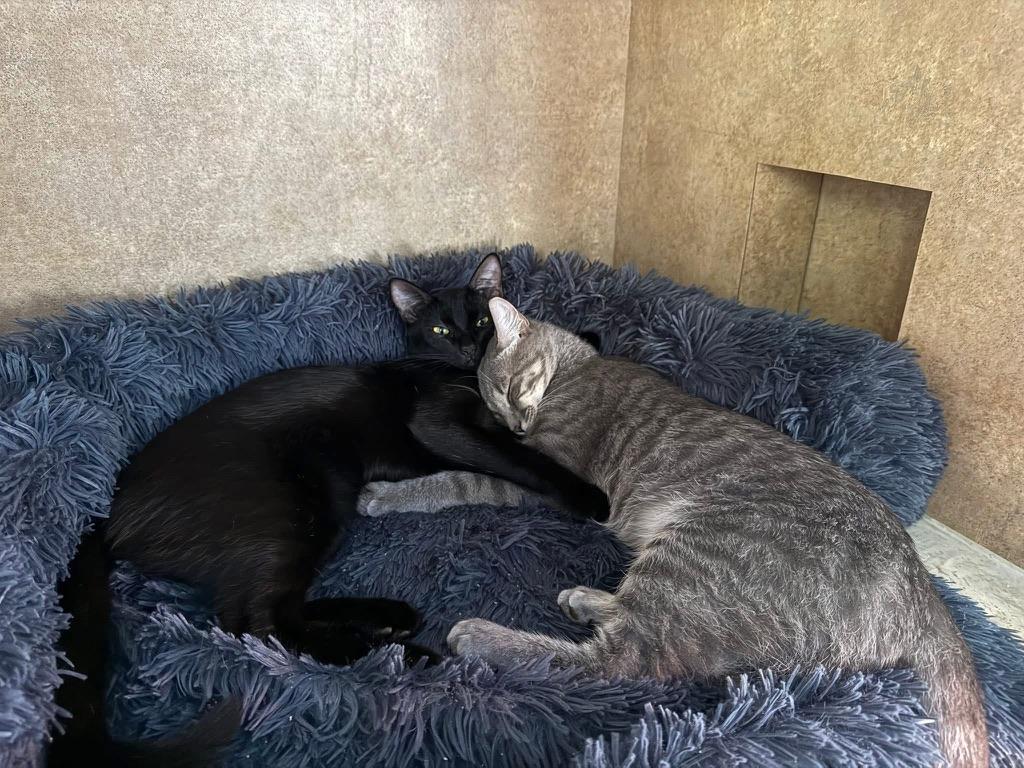 Enlarge Dash, a Adopted American Shorthair in Tampa, FL image 5/5