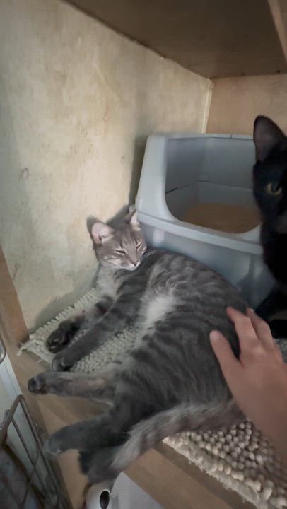 Enlarge Dash, a Adopted American Shorthair in Tampa, FL video 3/5