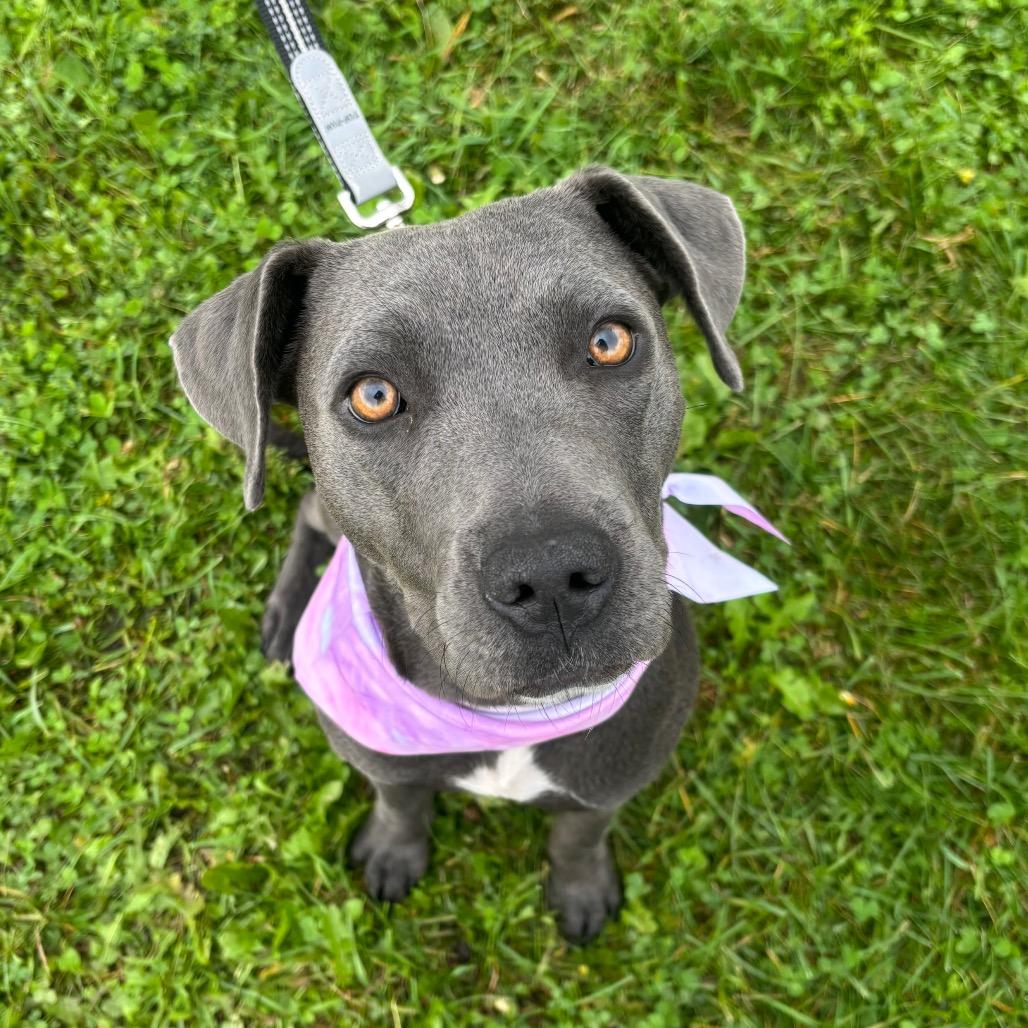 Opal, Adoptable, Young Female Mixed Breed.