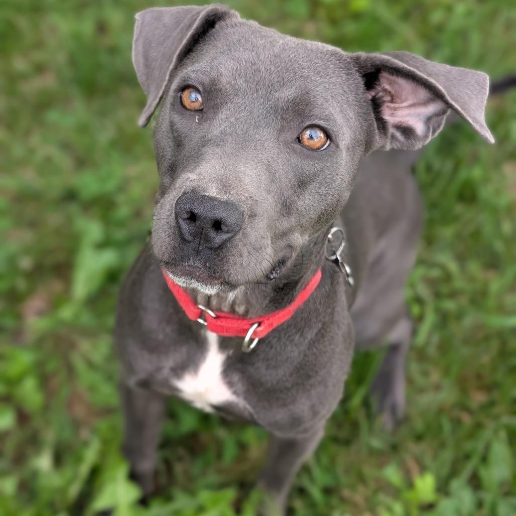 Enlarge Opal, a Adoptable Mixed Breed in Rochester, MN image 2/6