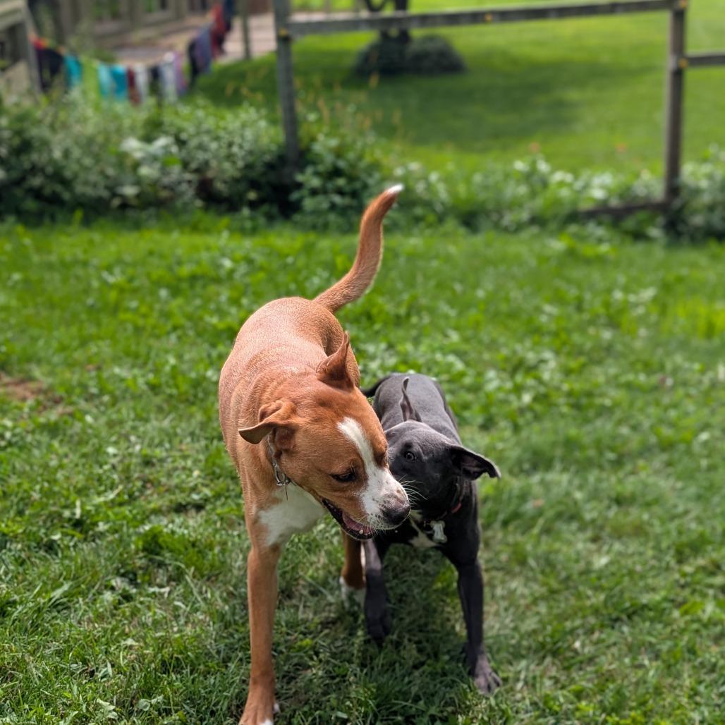 Enlarge Opal, a Adoptable Mixed Breed in Rochester, MN image 3/6
