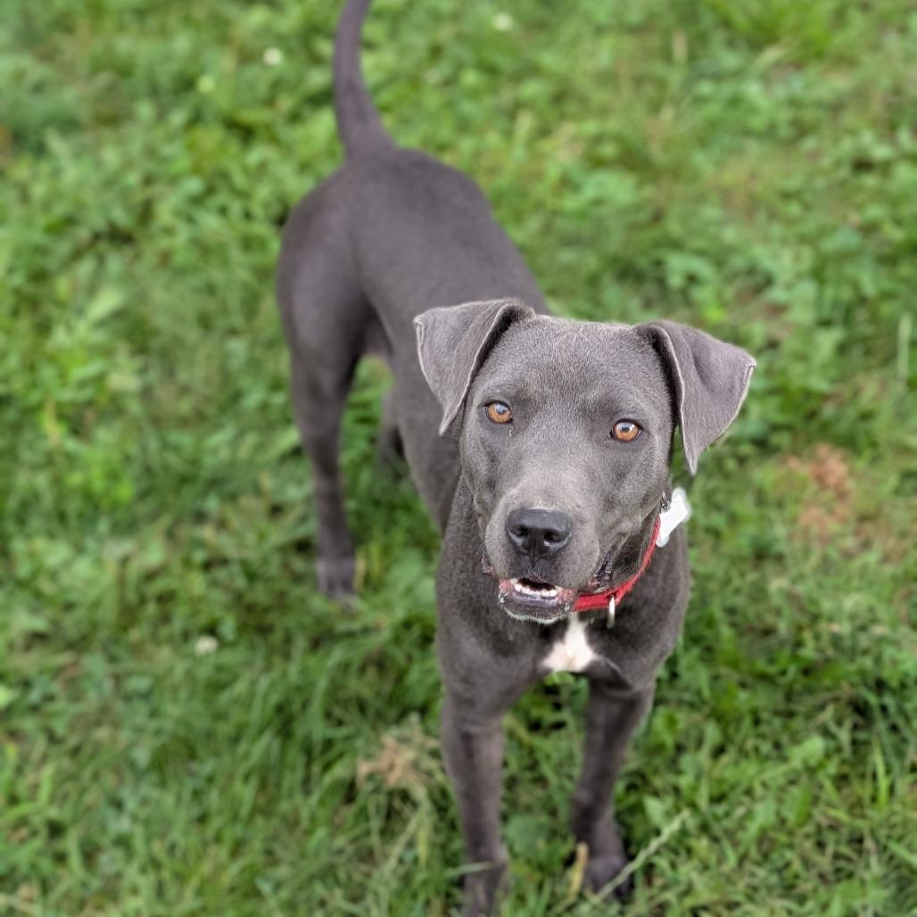 Enlarge Opal, a Adoptable Mixed Breed in Rochester, MN image 4/6