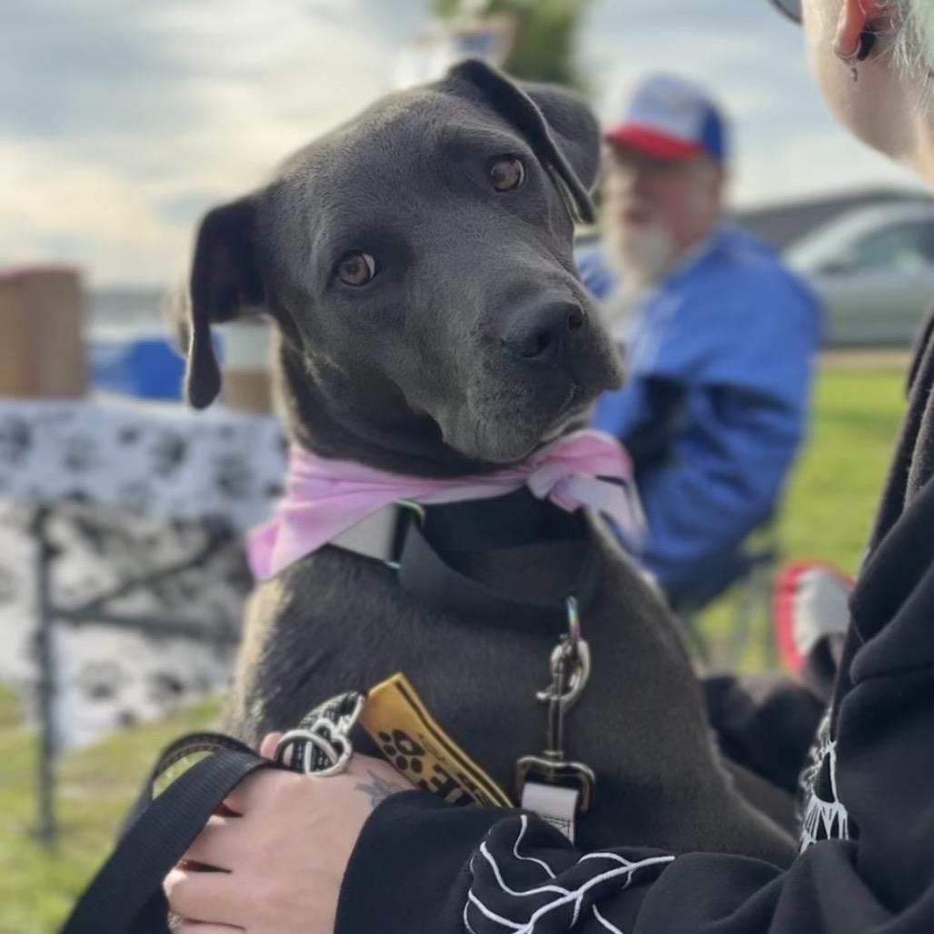 Enlarge Opal, a Adoptable Mixed Breed in Rochester, MN image 5/6
