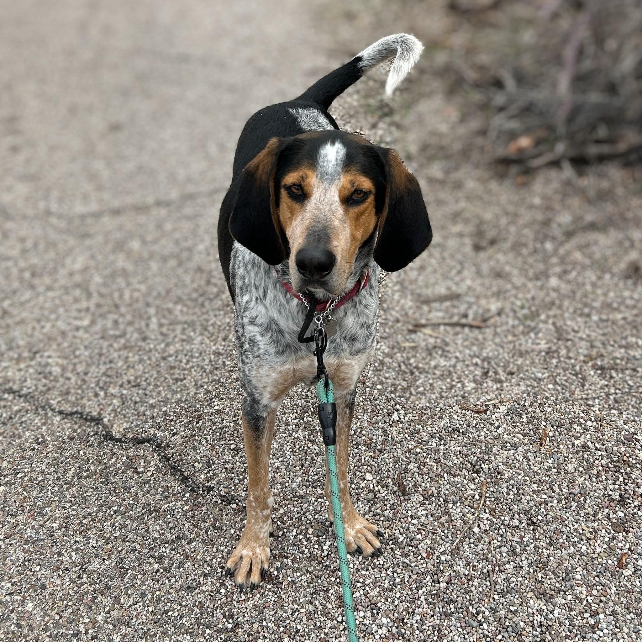 Enlarge Mort, an adoptable Bluetick Coonhound in Phoenix, AZ image 4/4