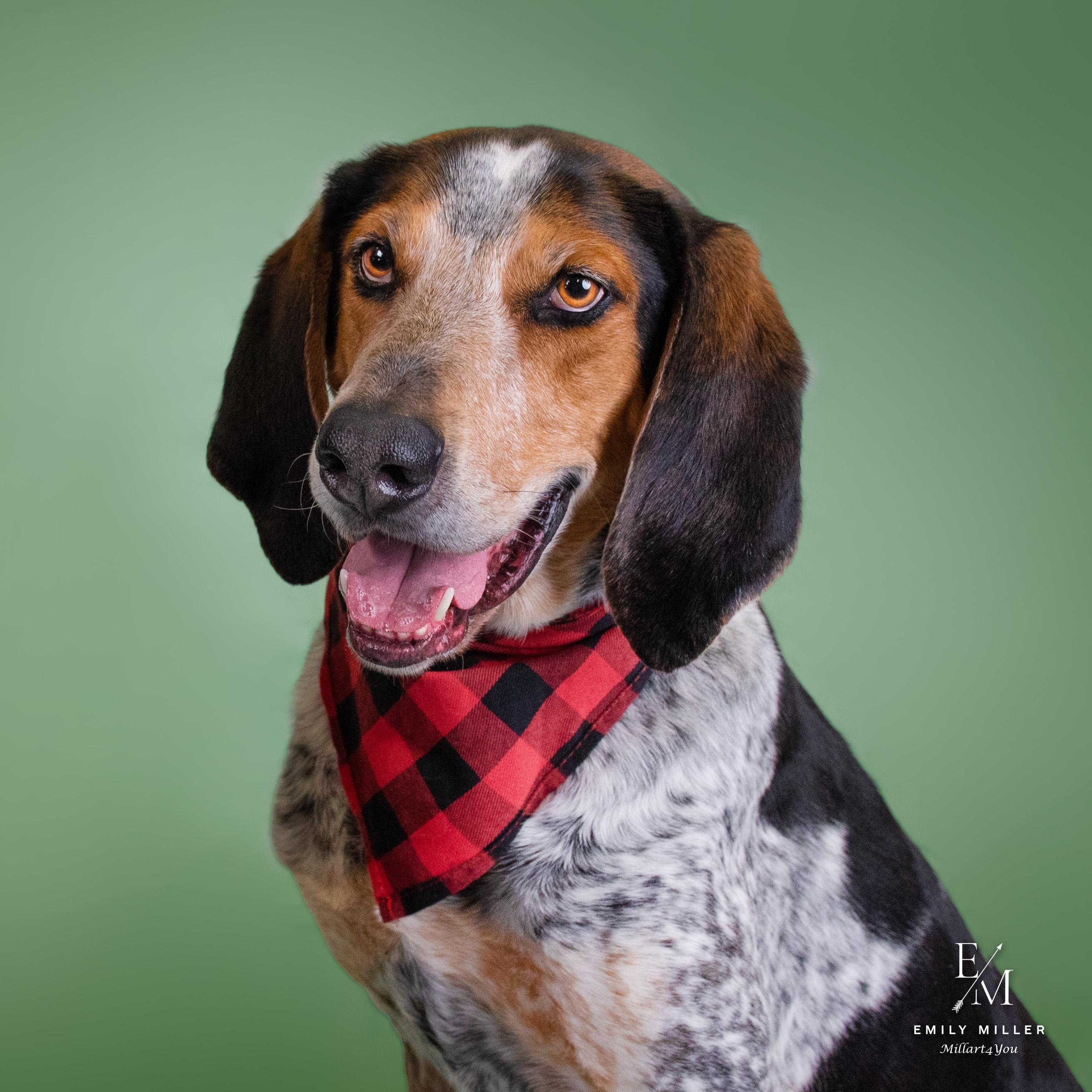 Enlarge Mort, an adoptable Bluetick Coonhound in Phoenix, AZ image 1/6
