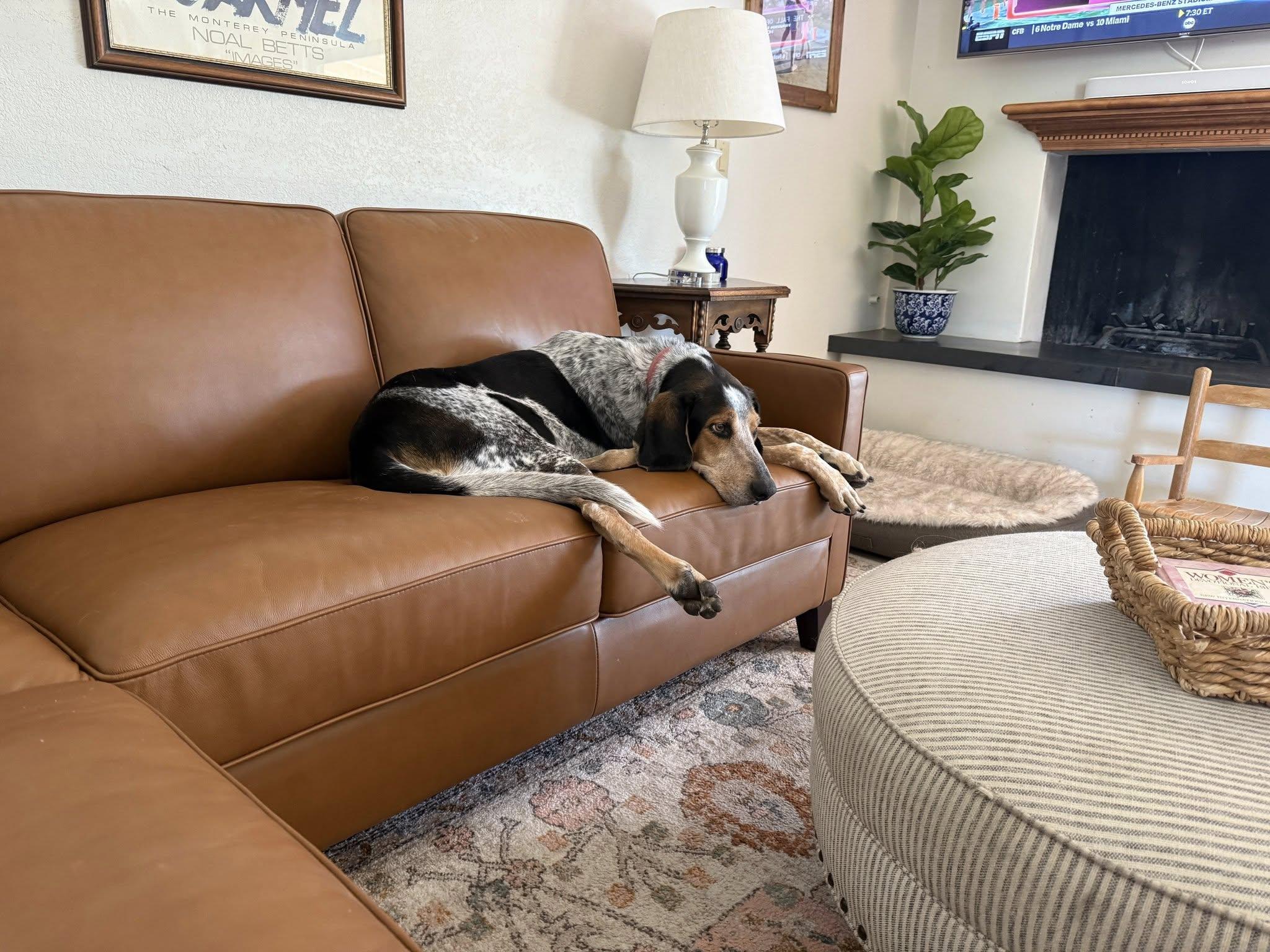 Enlarge Mort, an adoptable Bluetick Coonhound in Phoenix, AZ image 2/4