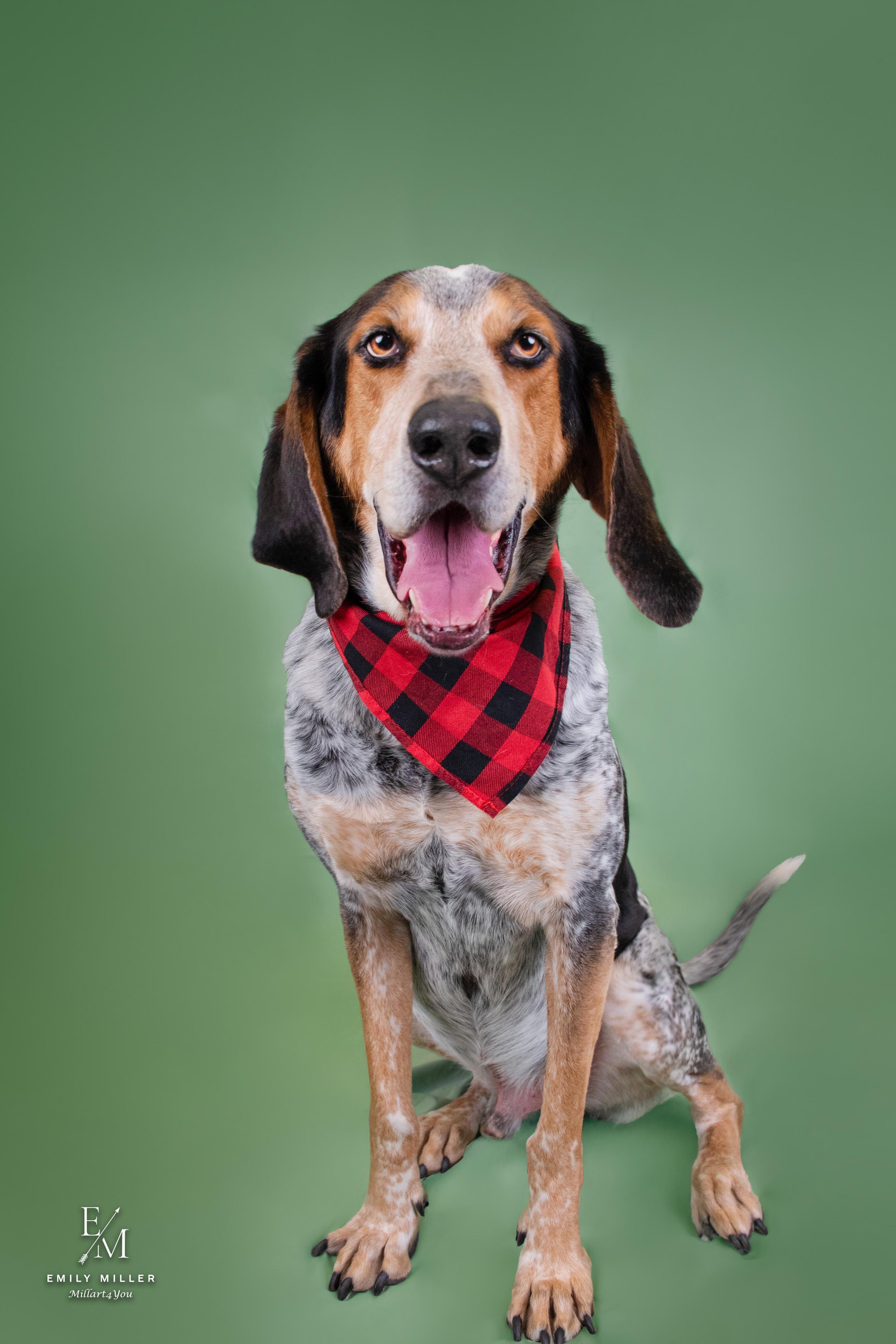 Enlarge Mort, an adoptable Bluetick Coonhound in Phoenix, AZ image 2/6