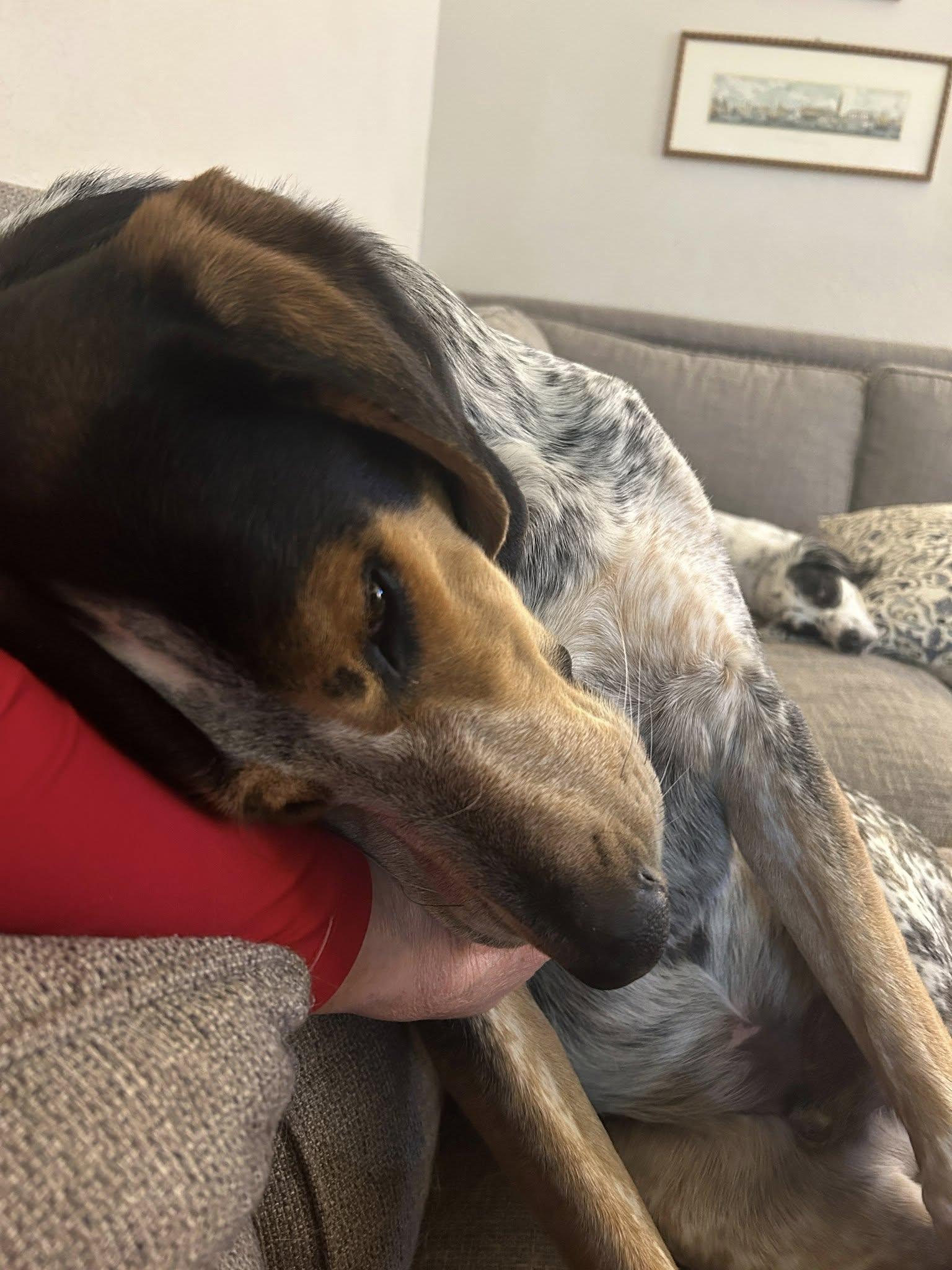 Enlarge Mort, an adoptable Bluetick Coonhound in Phoenix, AZ image 3/4