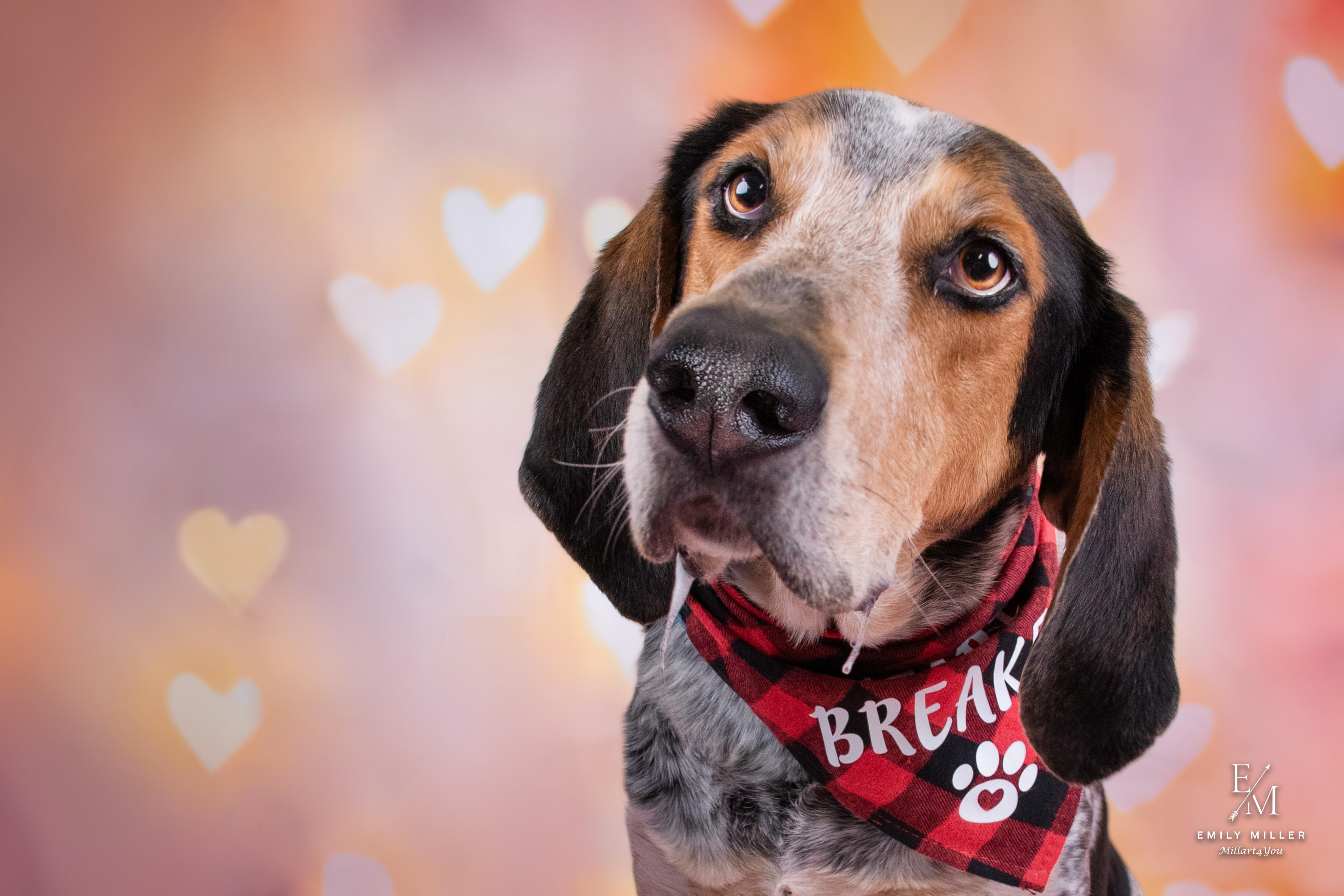 Enlarge Mort, an adoptable Bluetick Coonhound in Phoenix, AZ image 4/6