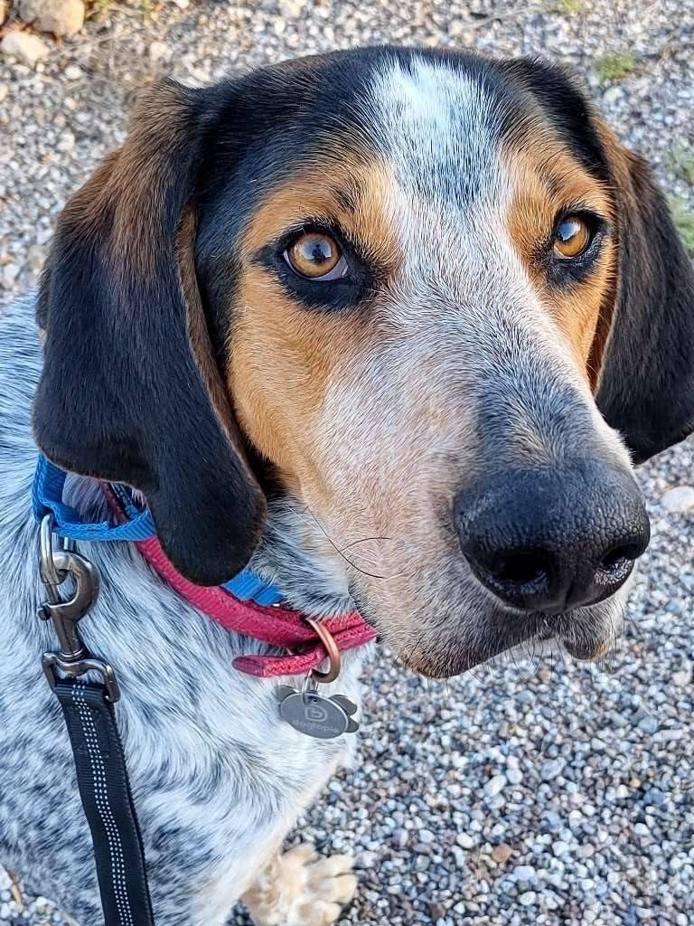 Enlarge Mort, an adoptable Bluetick Coonhound in Phoenix, AZ image 1/4