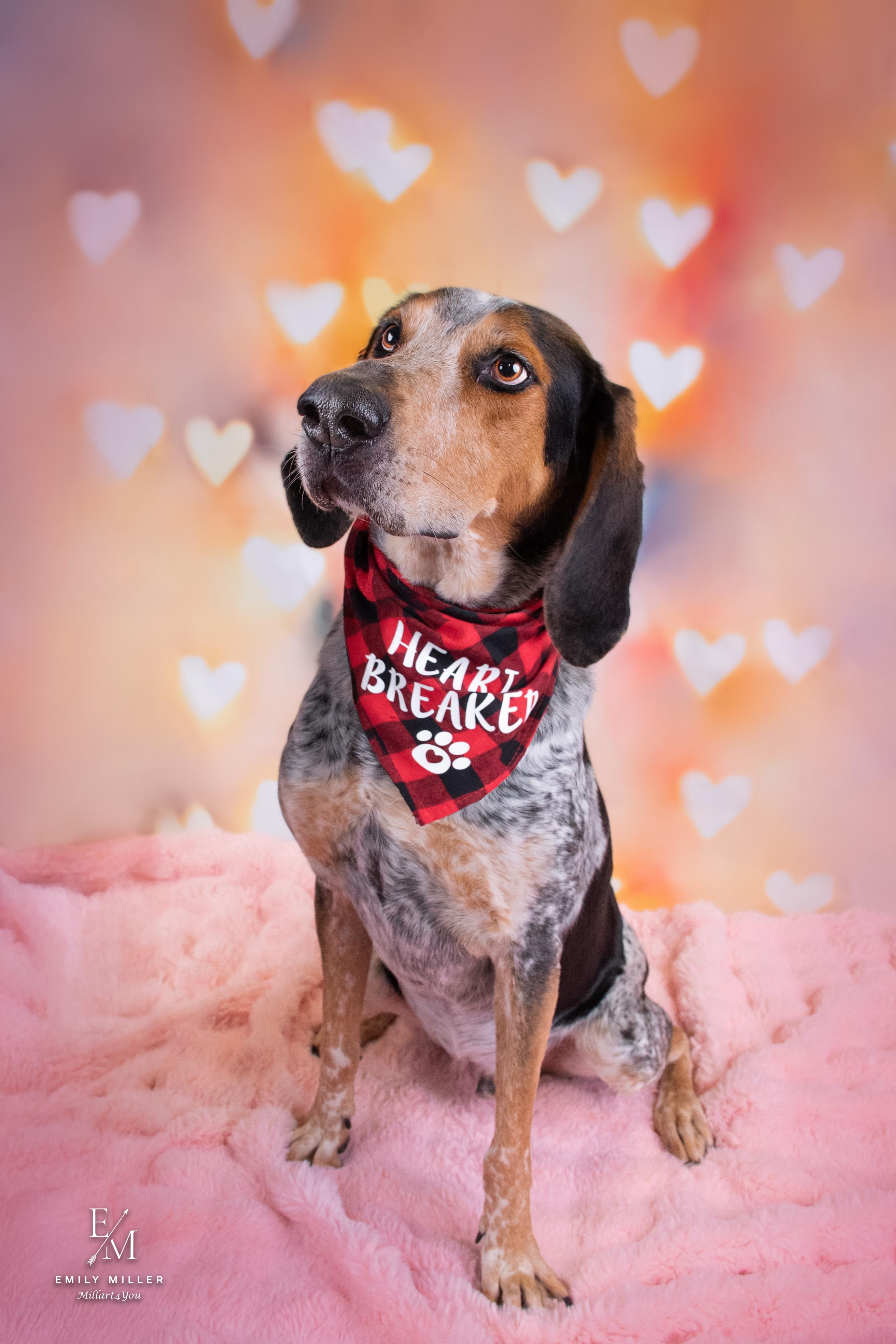 Enlarge Mort, an adoptable Bluetick Coonhound in Phoenix, AZ image 3/6