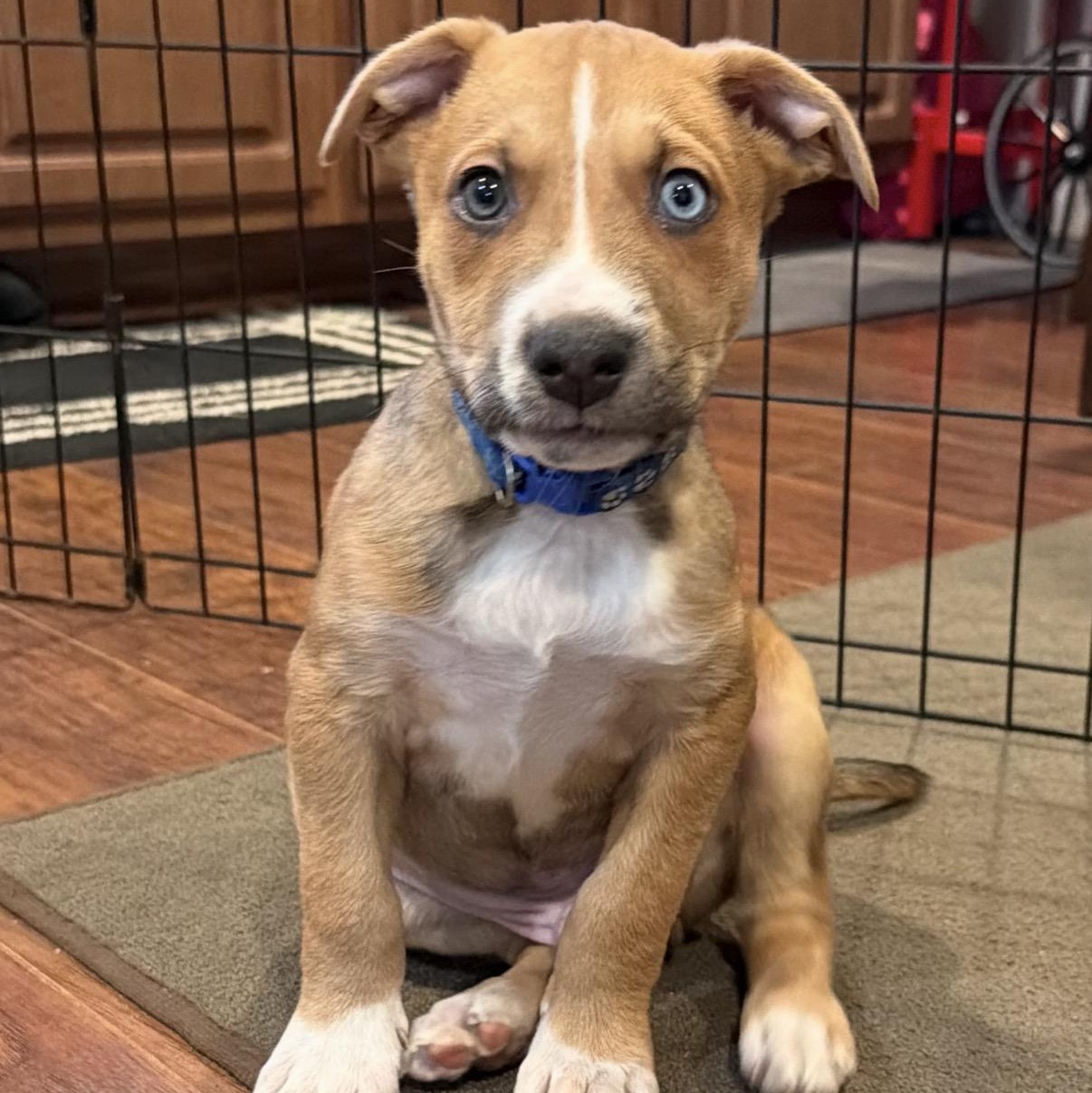 Rolo, Adoptable, Puppy Male Husky & Labrador Retriever.