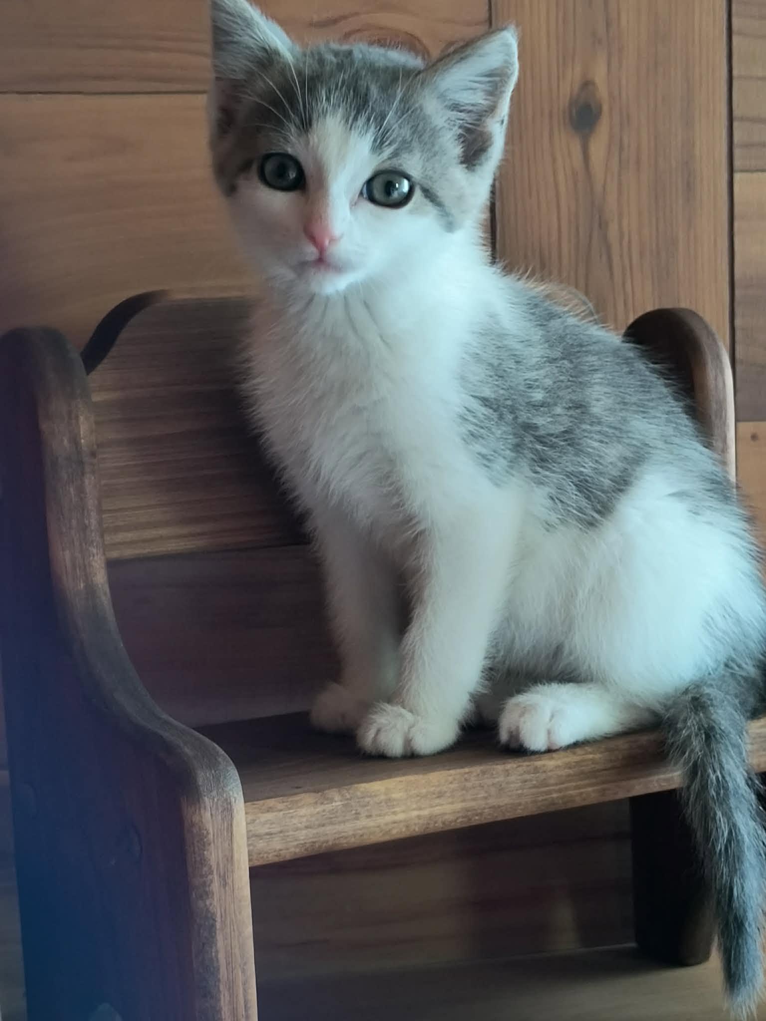 Marble, a Adoptable Domestic Short Hair in Little Falls, MN image 5/5