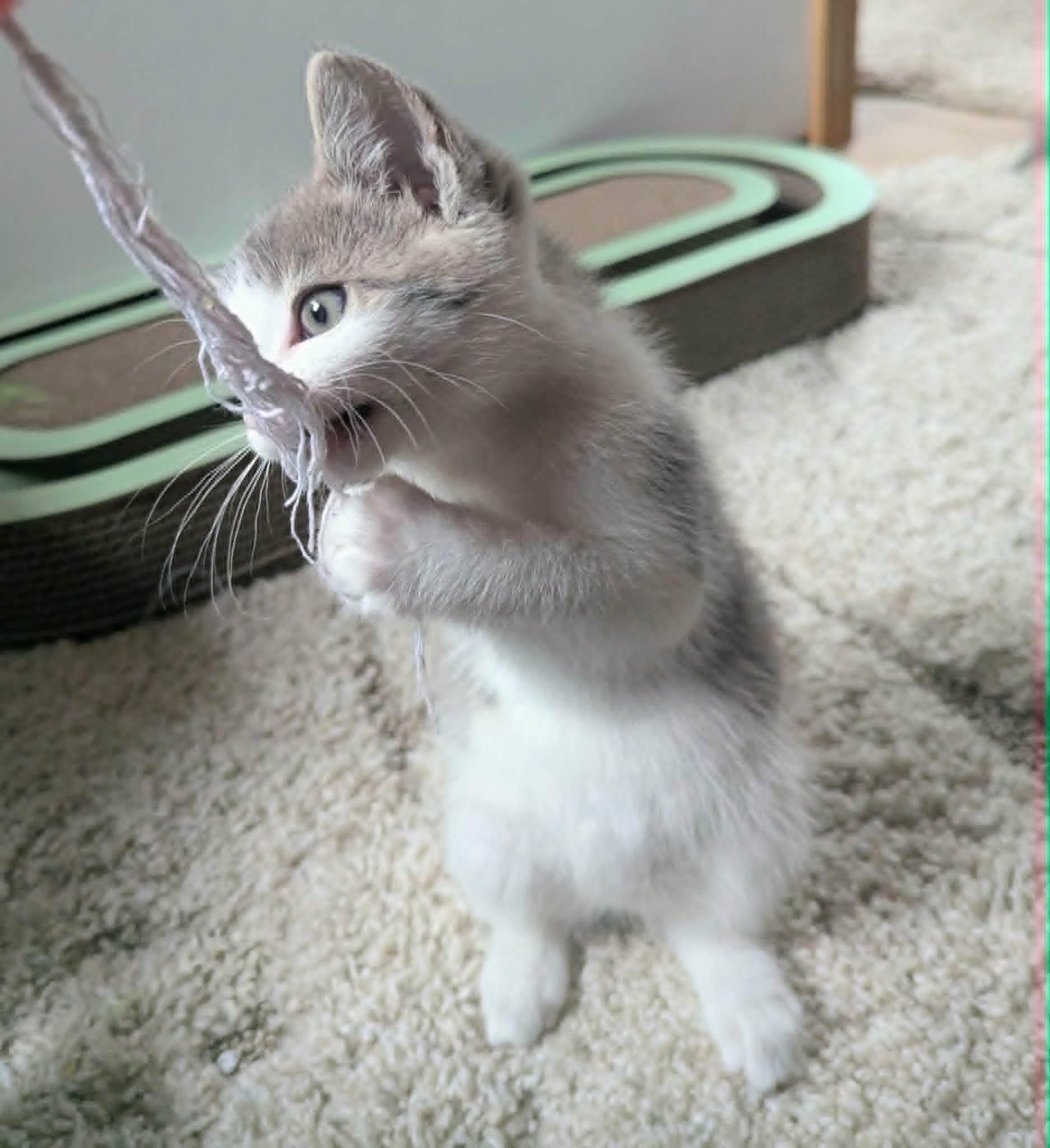 Marble, a Adoptable Domestic Short Hair in Little Falls, MN image 2/5